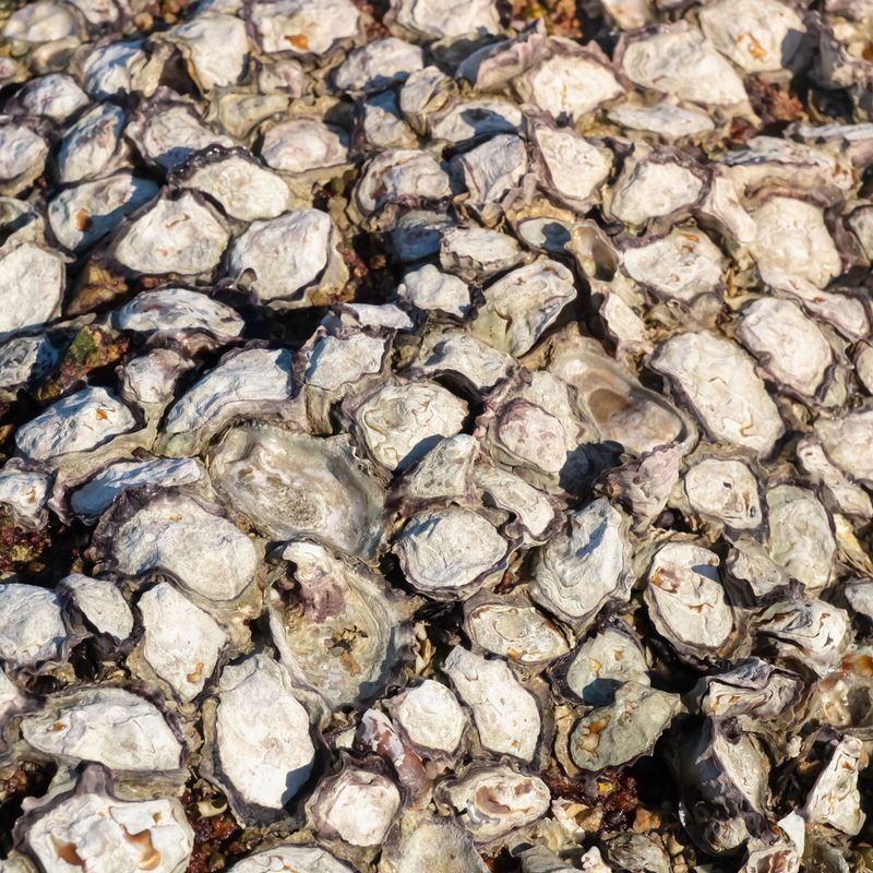 They Slowly Sweeten Acidic Coastal Soil They Slowly Sweeten Acidic Coastal Soil