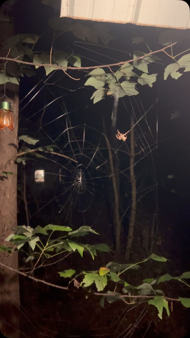 They Spin Webs Between Shrubs And Trees