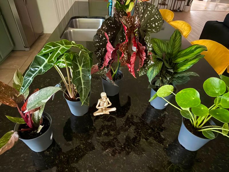 They Spread Easily From Plant To Plant