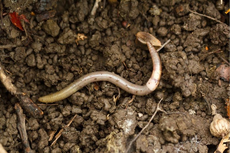 They Thrash Like A Startled Snake