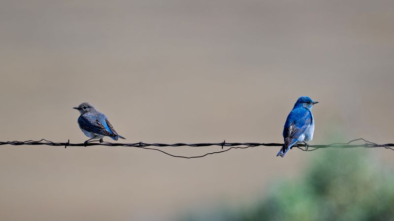They Travel In Winter Flocks They Travel In Winter Flocks