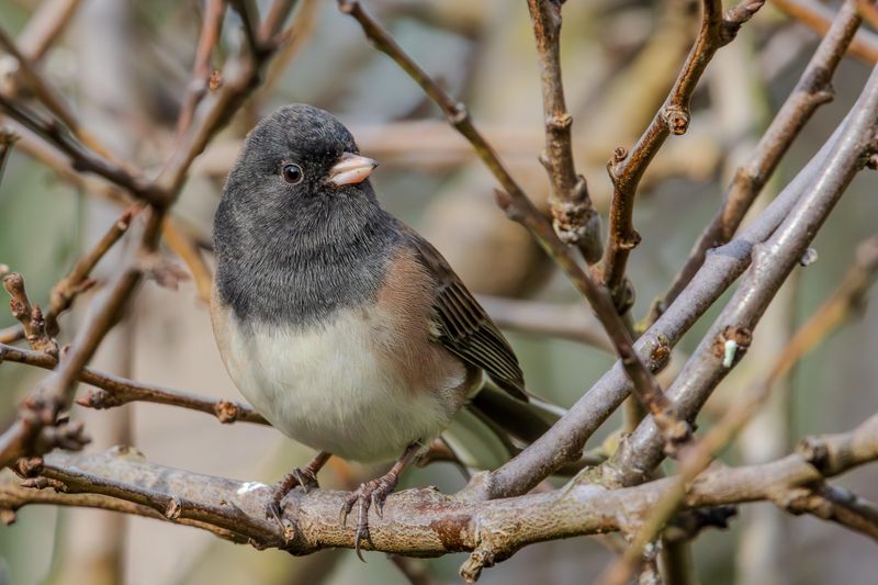 They Travel In Winter Flocks They Travel In Winter Flocks