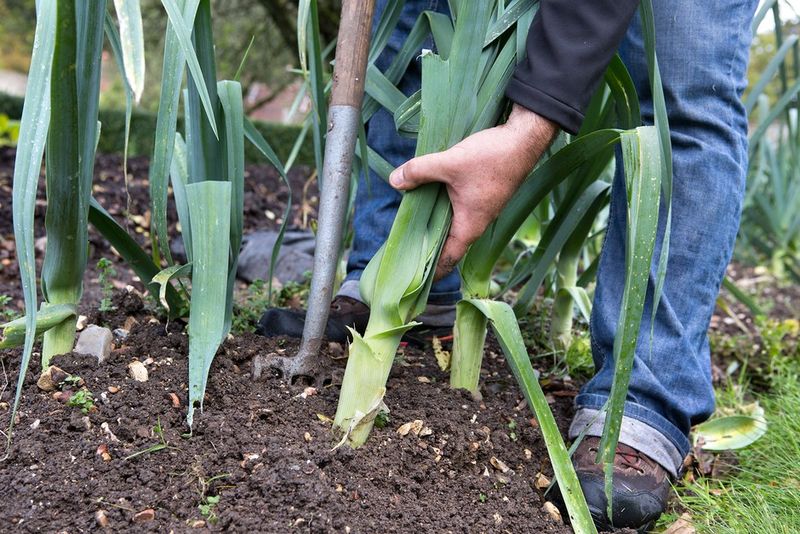 They Wait In The Garden Until You Need Them