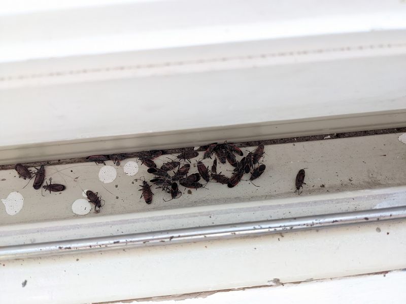 They Won't Breed Inside Your Home
