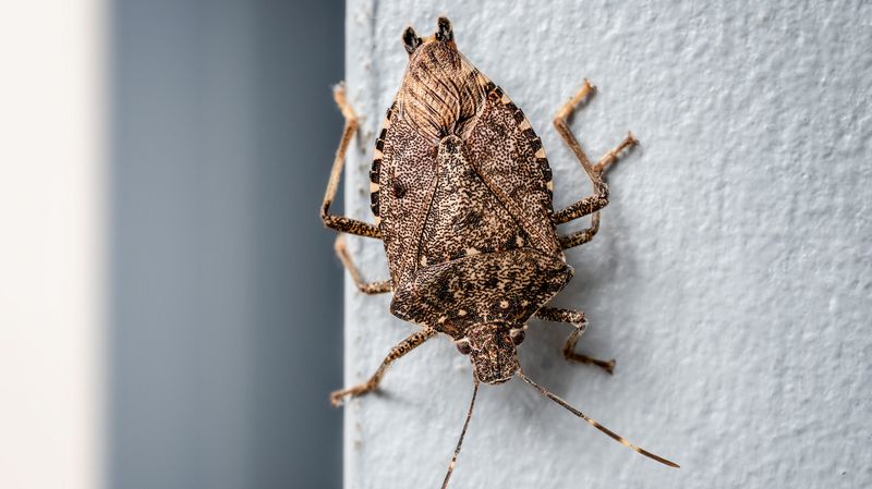 They Won't Breed Inside Your House