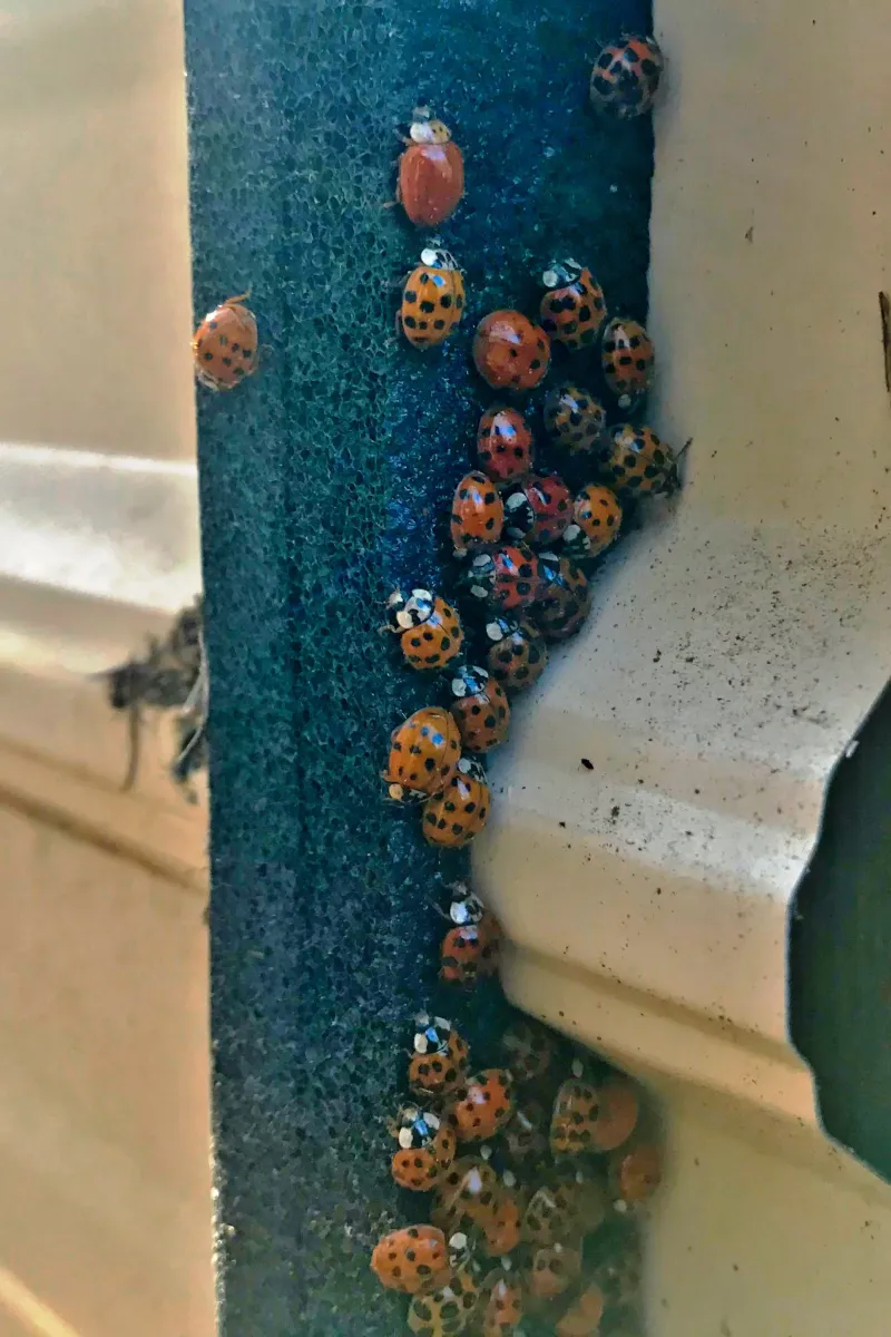 They Won't Reproduce Indoors Over The Winter They Won't Reproduce Indoors Over The Winter