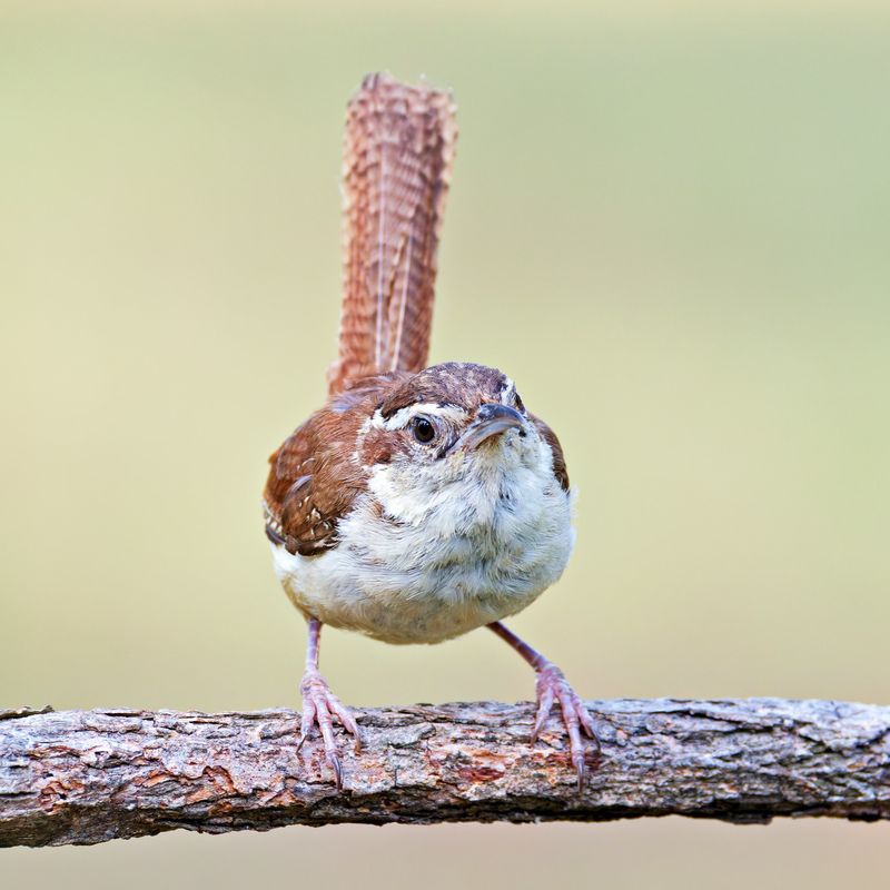 They're Defending Their Territory