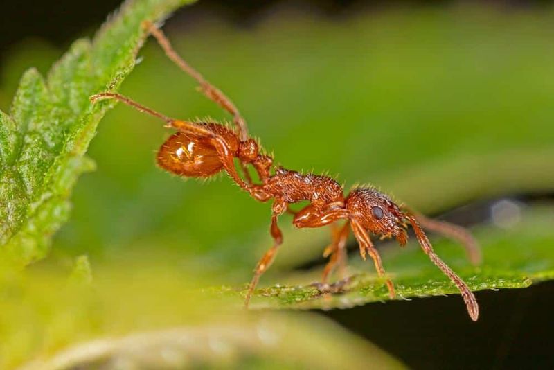 They’re European Fire Ants, Not The Southern Kind They’re European Fire Ants, Not The Southern Kind
