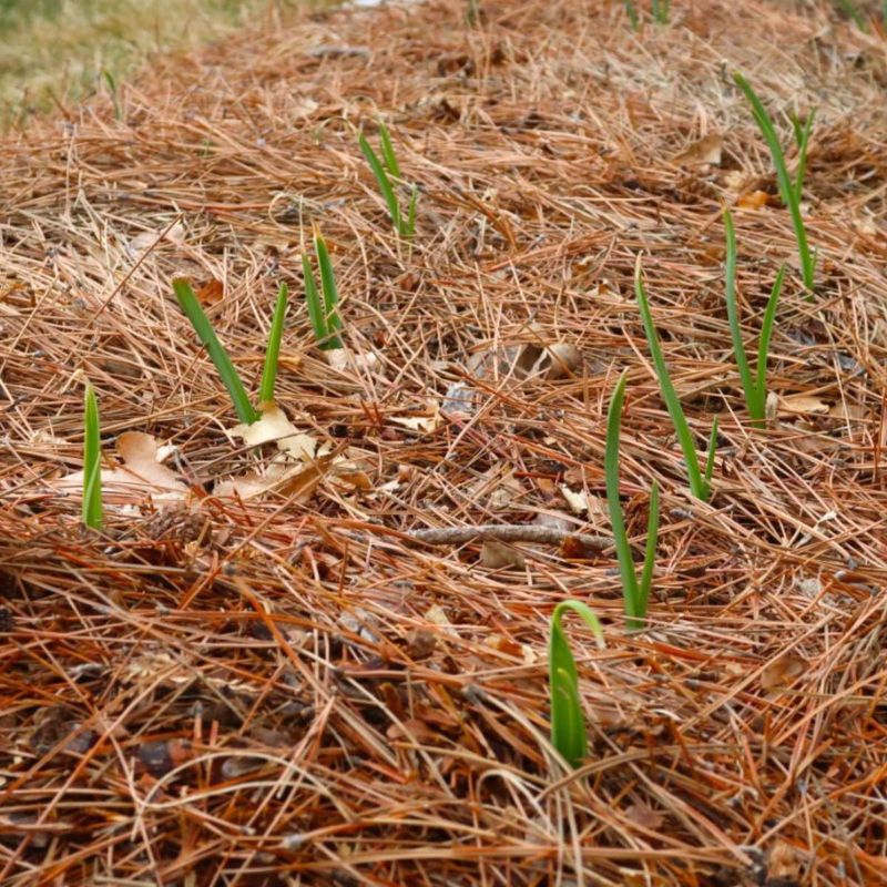 They're Great For Paths, Beds, And Winter Protection