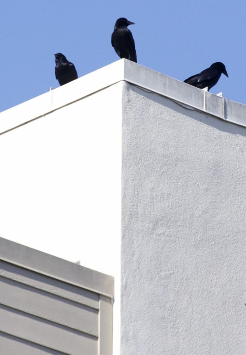 They’re Harmless, Though Noisy And Messy