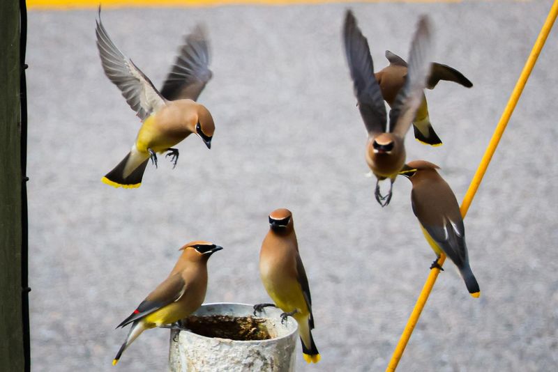 They're Highly Social Birds