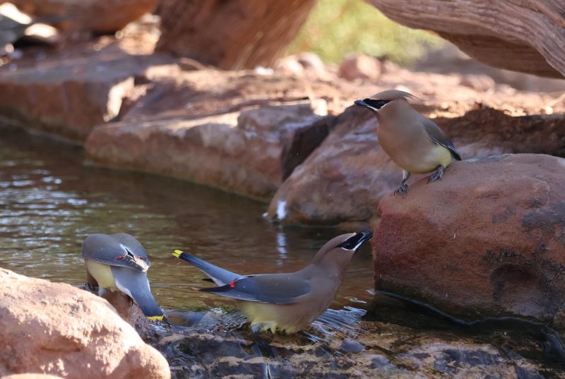 They're Looking For Water
