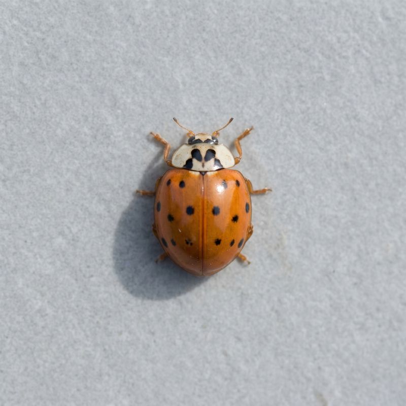 They're Searching For A Protected Place To Spend The Winter They're Searching For A Protected Place To Spend The Winter