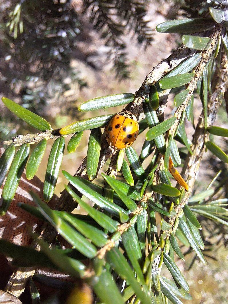 They're Still Helpful In The Garden They're Still Helpful In The Garden