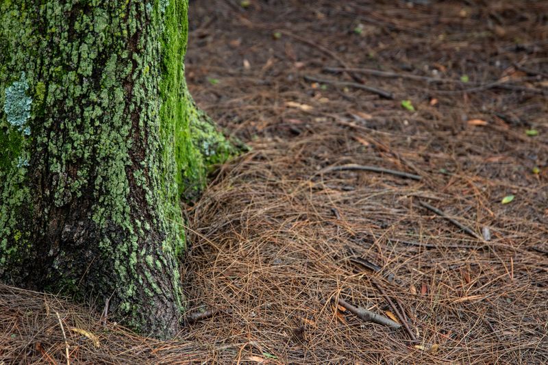 Thick Damp Mulch Around the Trunk Invites More Strange Growth