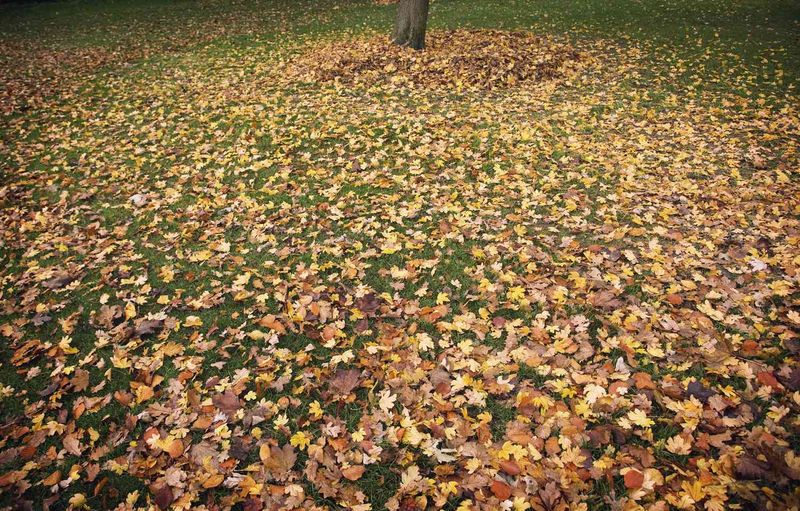 Thick Leaf Piles Can Smother Lawns