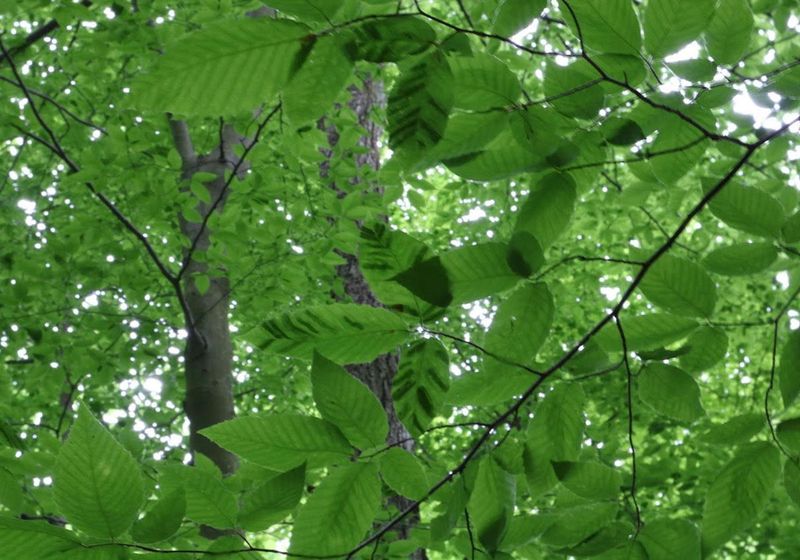Thick, Leathery, Crinkled Leaves Are Another Clue Thick, Leathery, Crinkled Leaves Are Another Clue