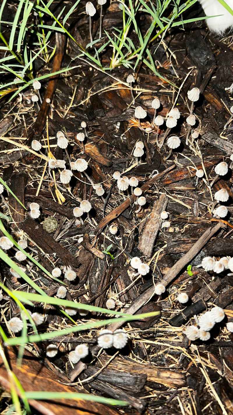 Thick Mulch Is Feeding Them