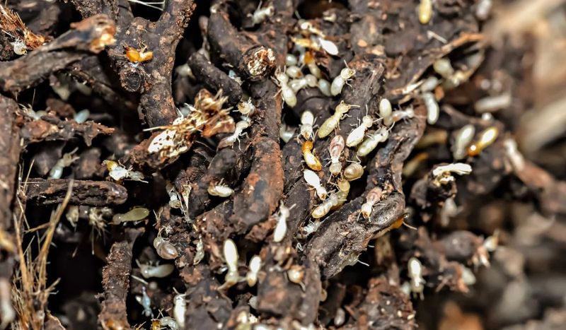 Thick Mulch Keeps Soil Moist And Mild For Termites Thick Mulch Keeps Soil Moist And Mild For Termites