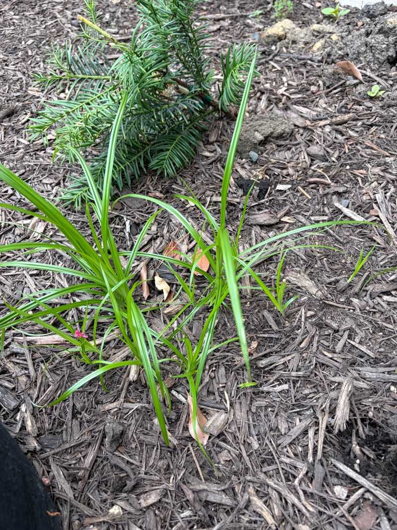 Thick Mulch Slows It But Won't Stop It