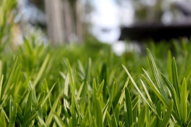 Thick St. Augustine Grass Shades Out Sprouting Weeds