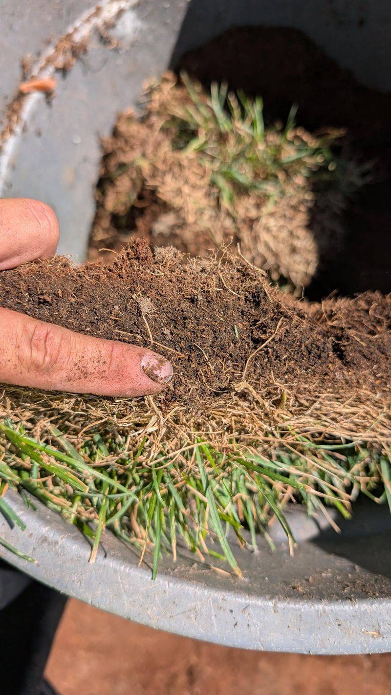 Thick Thatch Holds Roots Near The Surface Thick Thatch Holds Roots Near The Surface
