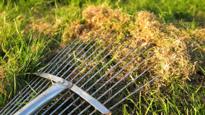 Thick Thatch Traps Nutrients Near The Surface
