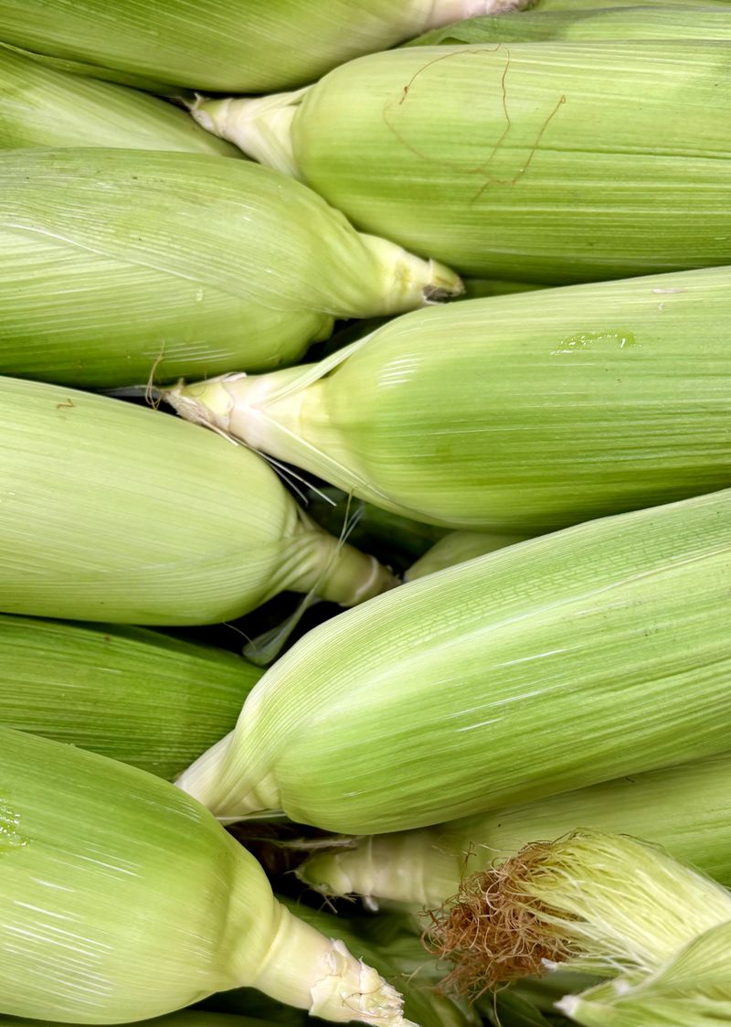 Thick, Tight Husks Meant A Rough Winter Was Coming