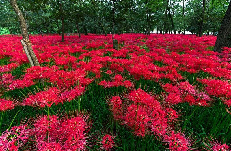 Thicker Clumps And More Blooms Year After Year