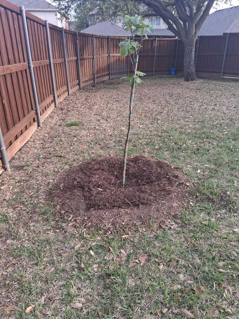 Thicker Layers Can Block Air To Roots