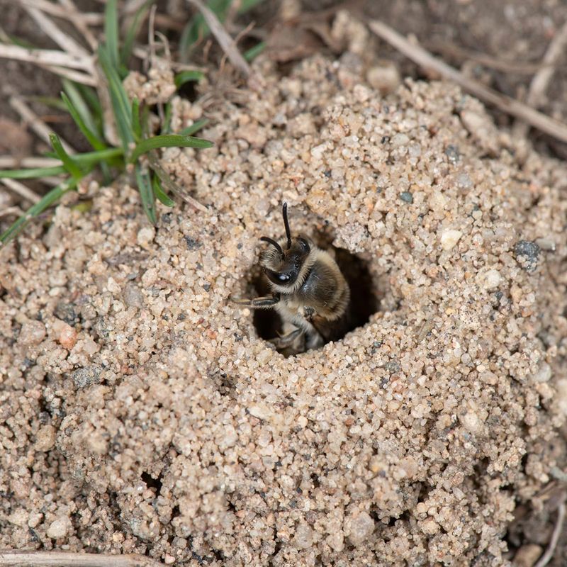 Thin Bare Patches Invite Nesting Insects