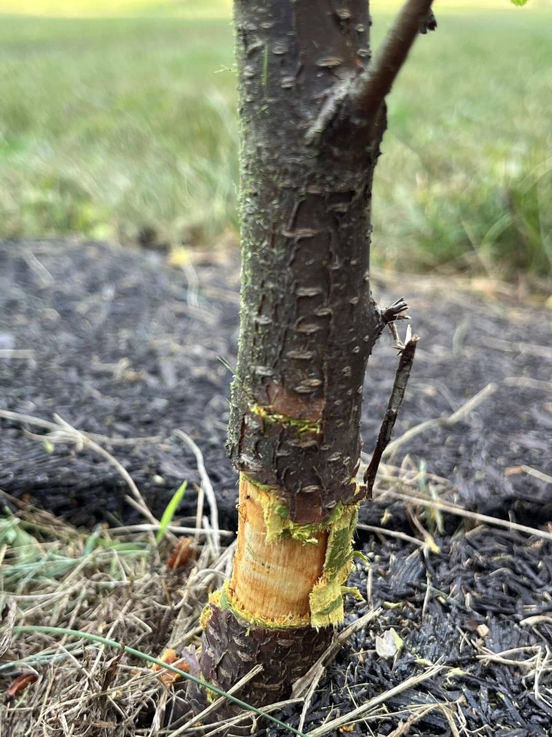 Thin Bark Is The Real Reason For Concern Thin Bark Is The Real Reason For Concern