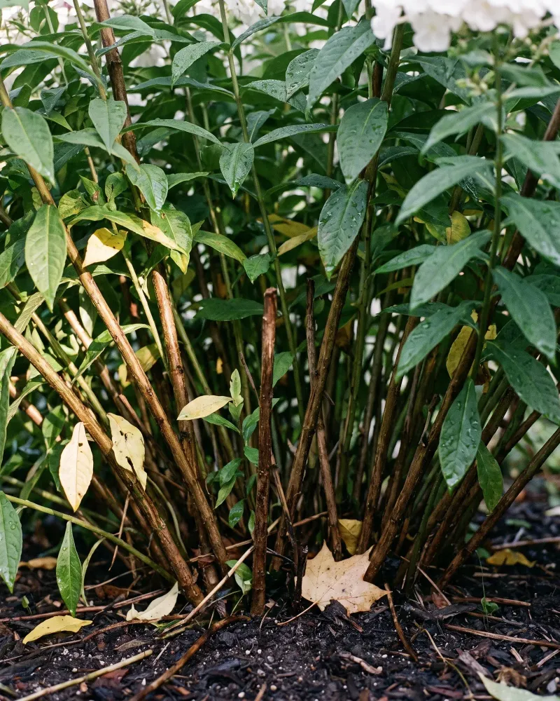 Thin Crowded Stems When New Shoots Appear In Spring Thin Crowded Stems When New Shoots Appear In Spring