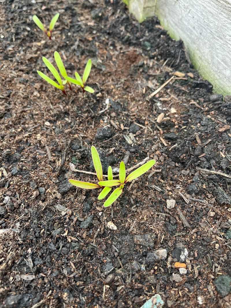 Thin Each Seed Cluster To One Seedling