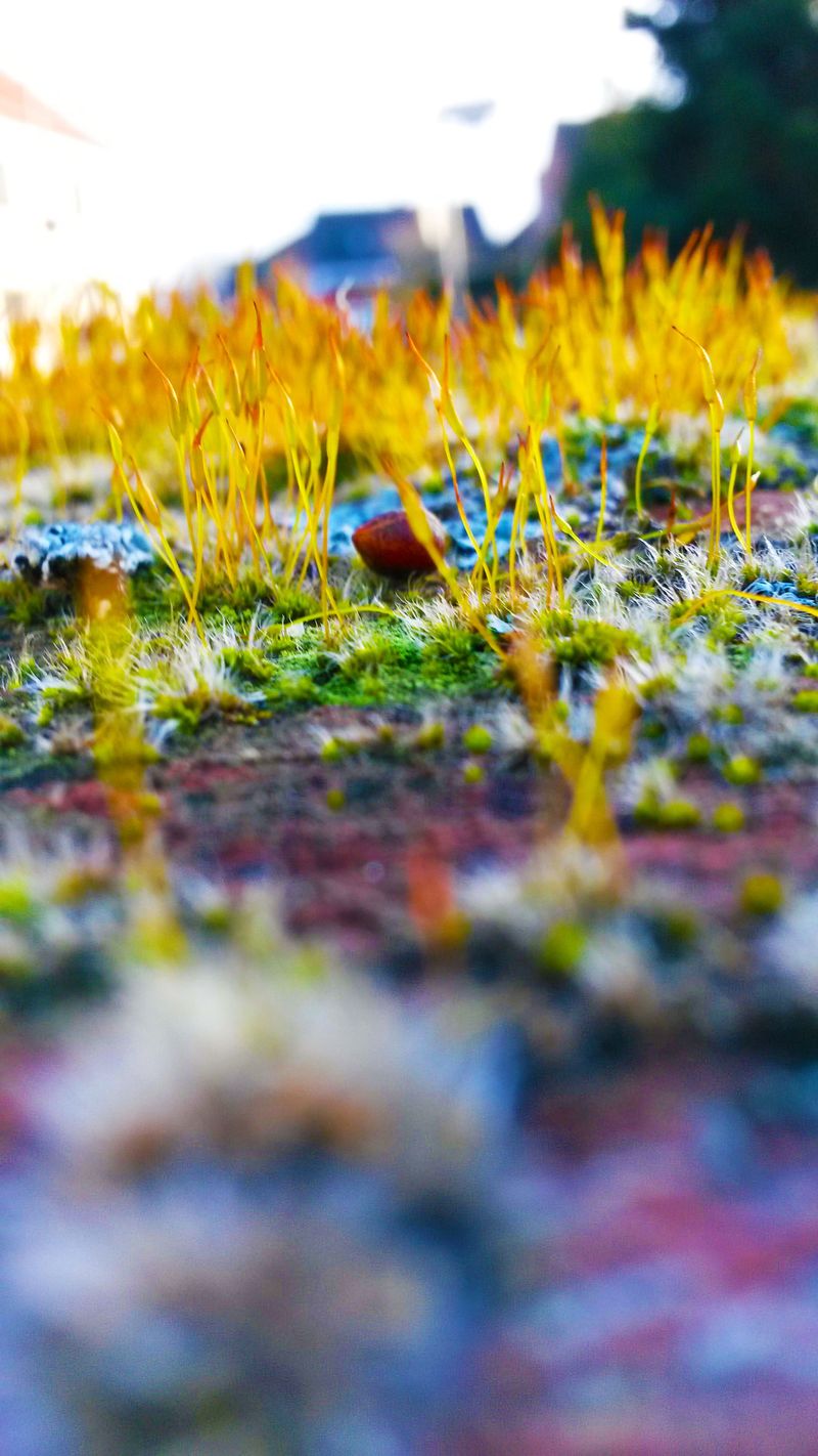 Thin Grass Leaves Open Room To Grow