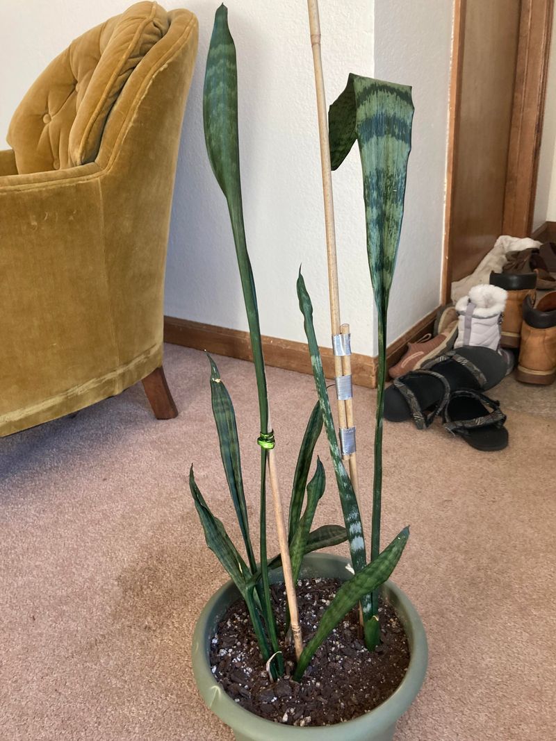 Thin, Leggy Leaves with Faded Color Thin, Leggy Leaves with Faded Color