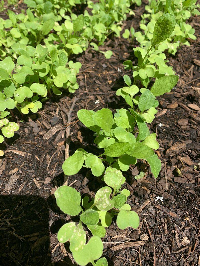 Thin Seedlings For Bigger Harvests