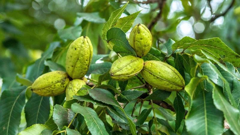 Thin-Shelled Varieties Can Split And Drop In Summer