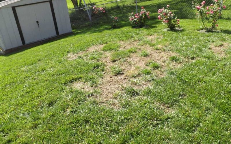 Thin Turf Gives Seedlings Room To Sprout Next Year