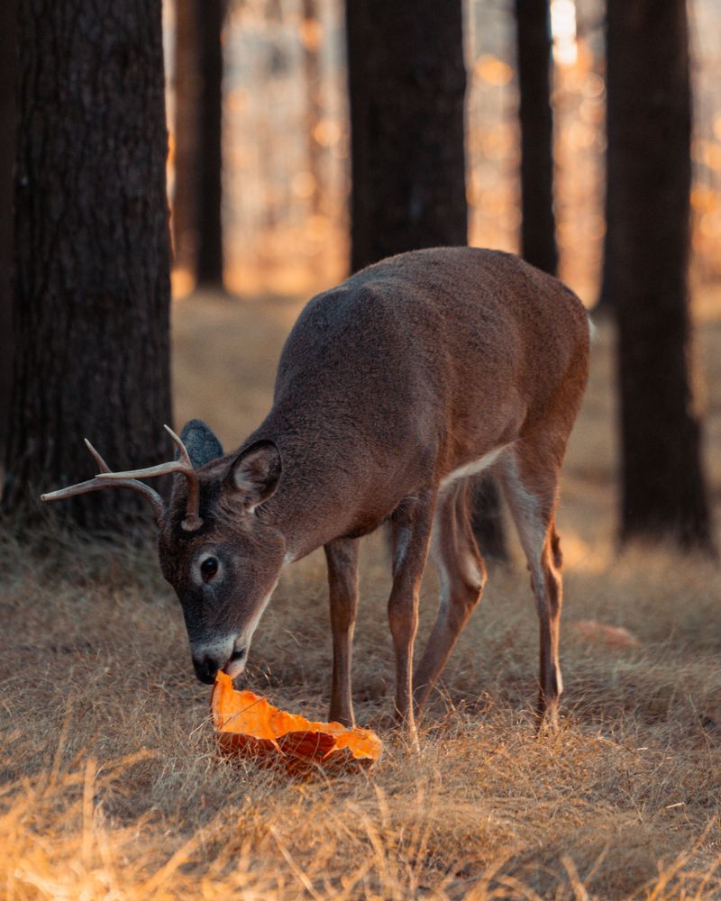 Think Twice Before Leaving Pumpkins Out for Deer and Squirrels Think Twice Before Leaving Pumpkins Out for Deer and Squirrels