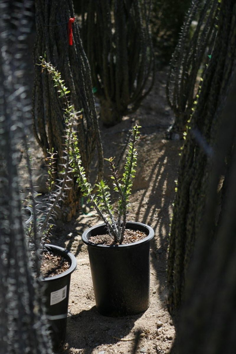 Thinned-Out Agave and Yucca Thinned-Out Agave and Yucca