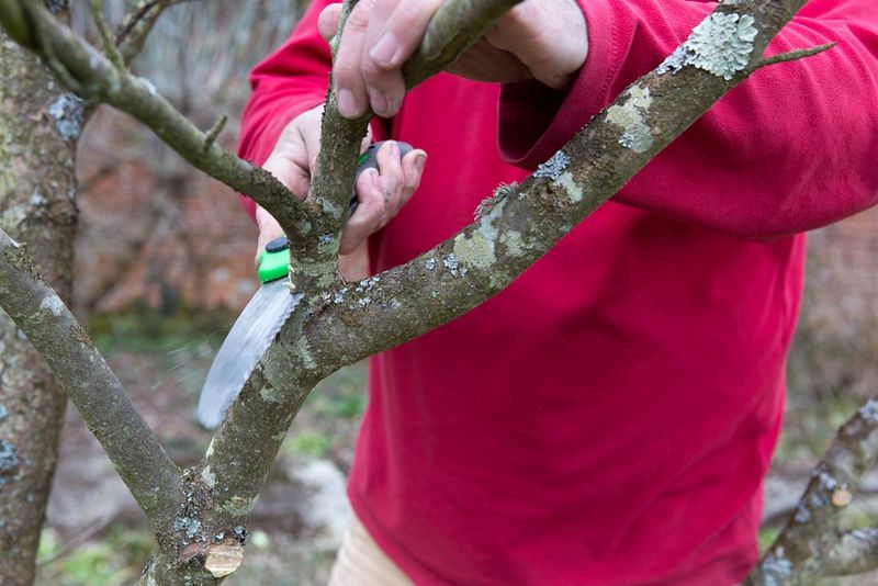 Thinning Canopies And Early Leaf Drop Can Follow