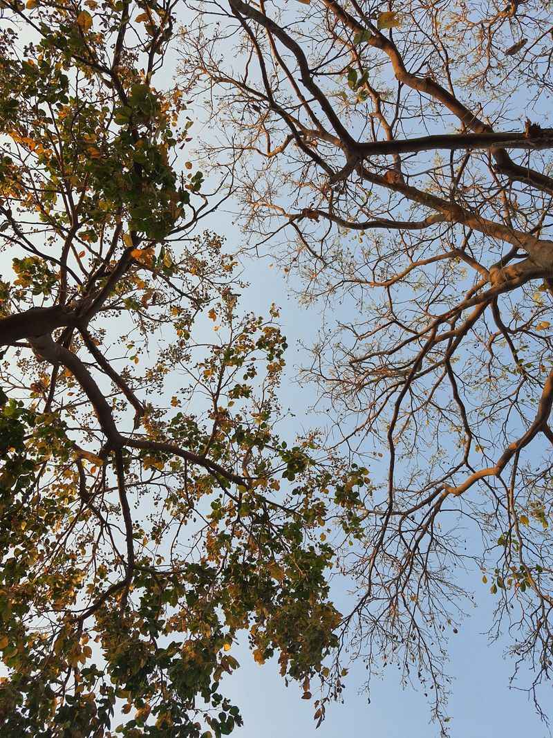 Thinning Canopies Overhead