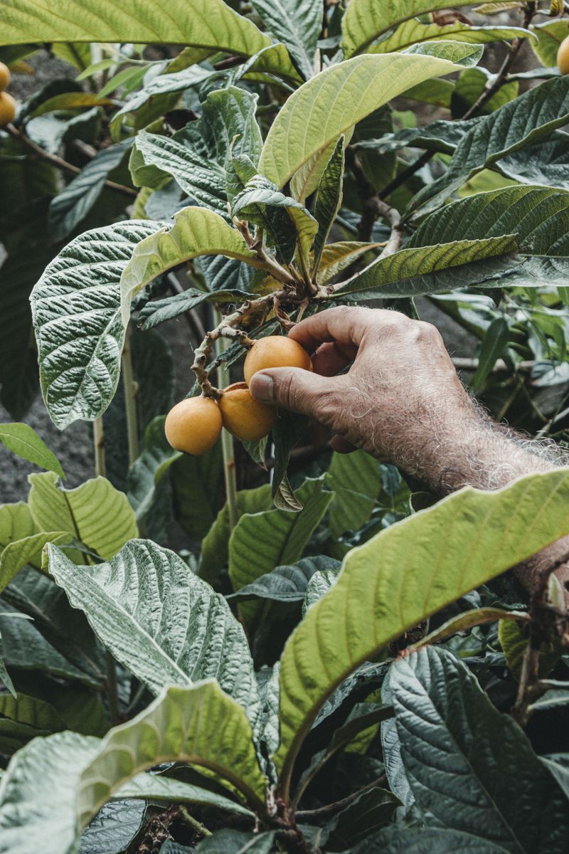 Thinning Helps Produce Bigger Fruit