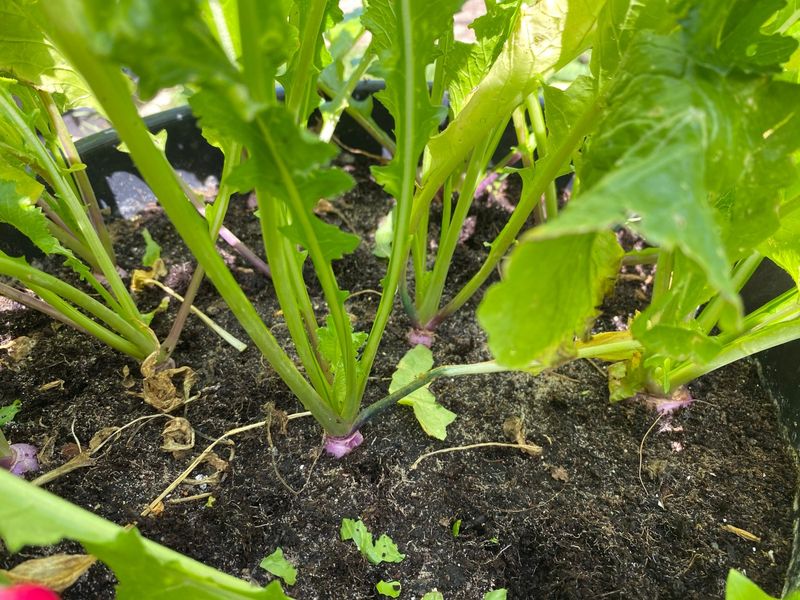 Thinnings Become Your First Greens Thinnings Become Your First Greens