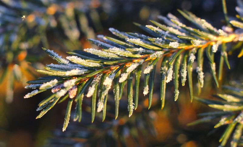 Thirsty Evergreen Needles Lose Water While Roots Sit In Frozen Soil Thirsty Evergreen Needles Lose Water While Roots Sit In Frozen Soil