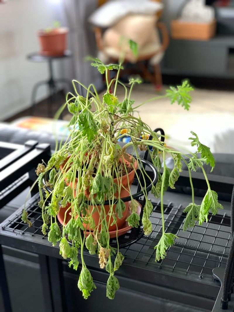 Thirsty Plants Should Be Watered Before Feeding