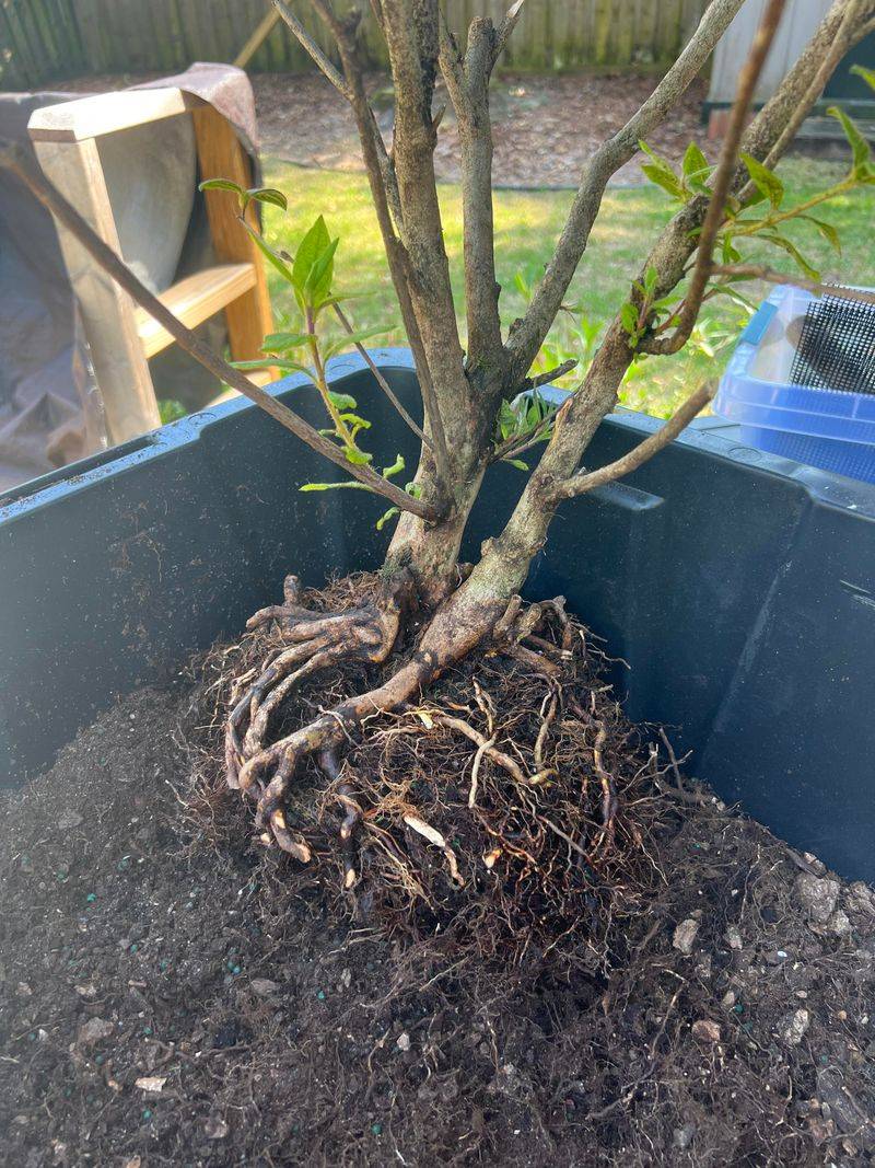 Thirsty Roots From Dry Fall Weather Thirsty Roots From Dry Fall Weather