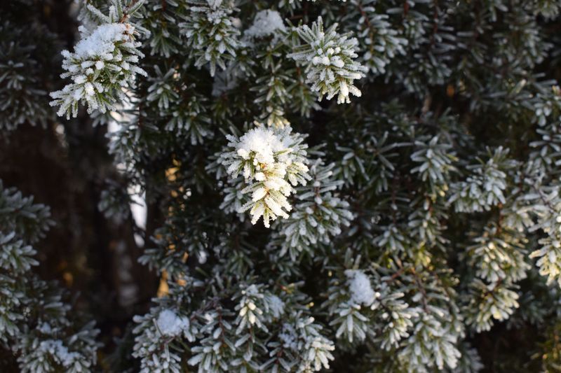 Thirsty Shrubs Need A Good Soak Before The Ground Freezes