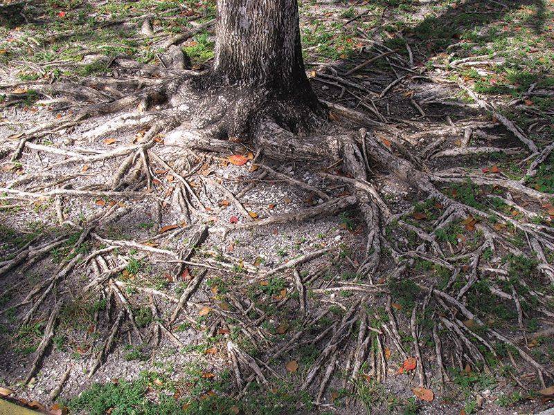 Thirsty Tree Roots Steal The Water